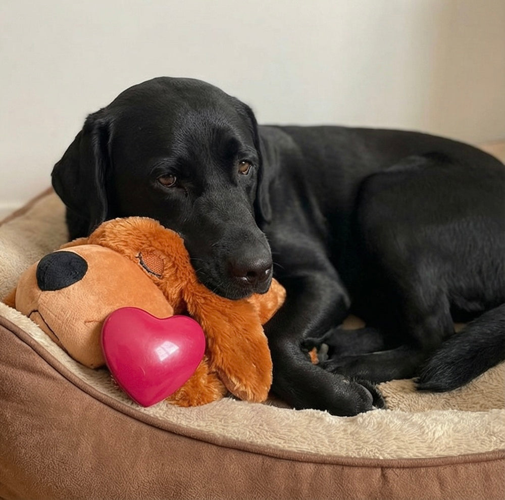 <p>Schließe dich über 400<strong> erleichterten Hundehaltern </strong>an<br/></p>