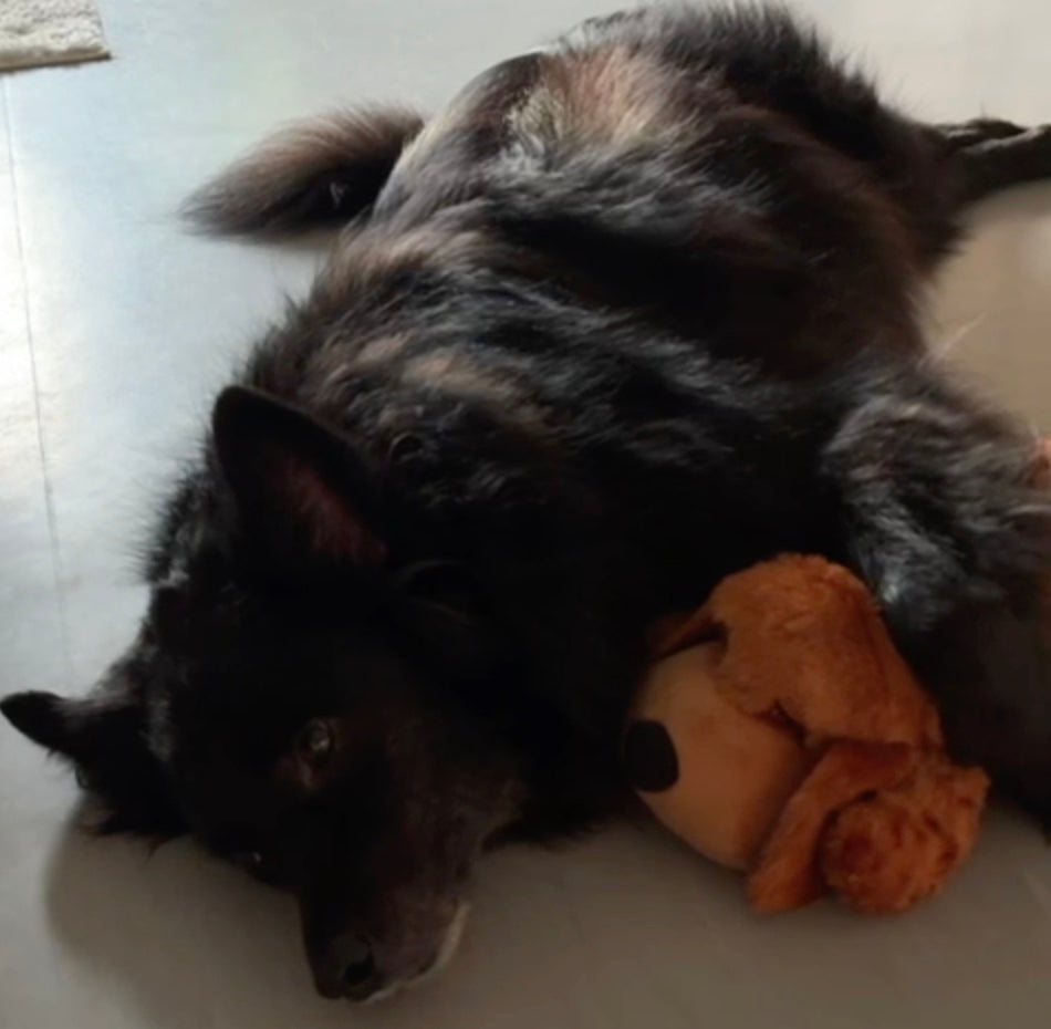 <p>Schließe dich über 400<strong> erleichterten Hundehaltern </strong>an<br/></p>