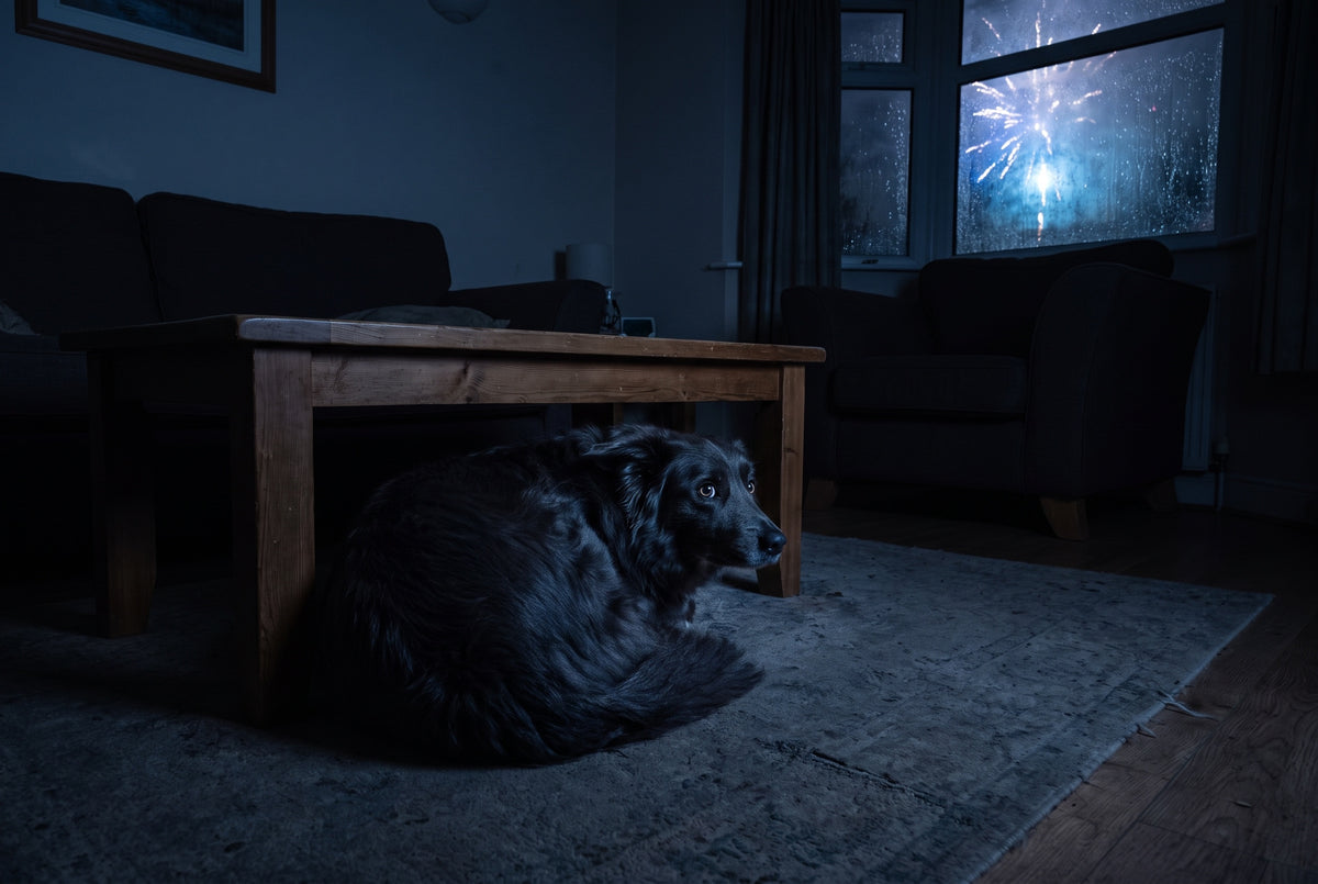 problem-dog-scared